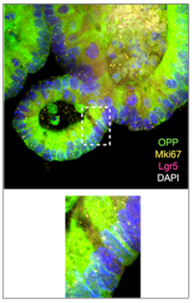 Murine intestinal organoid